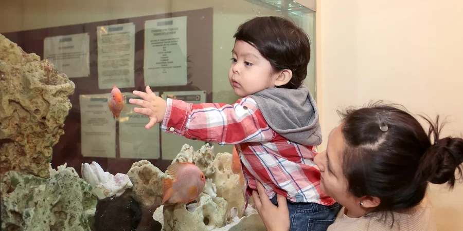 Courtfield Private GP Membership Scheme Image with a small boy being held by his mother looking at the fish tank in the Practice